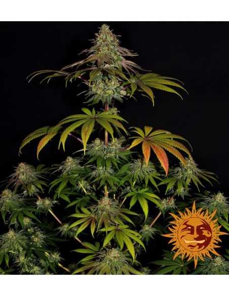 WEDDING CAKE BARNEY'S FARM