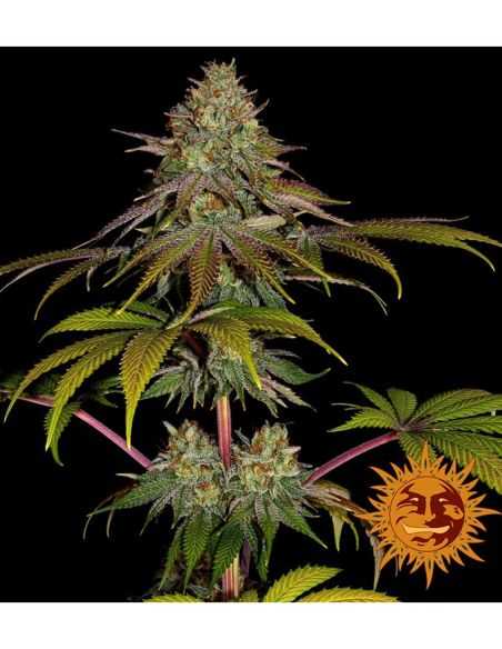 WEDDING CAKE BARNEY'S FARM