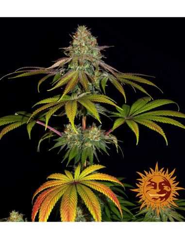 WEDDING CAKE BARNEY'S FARM