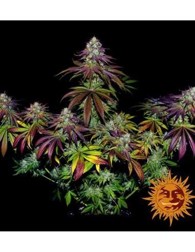 MIMOSA EVO FEMI BARNEYS BARNEY'S FARM