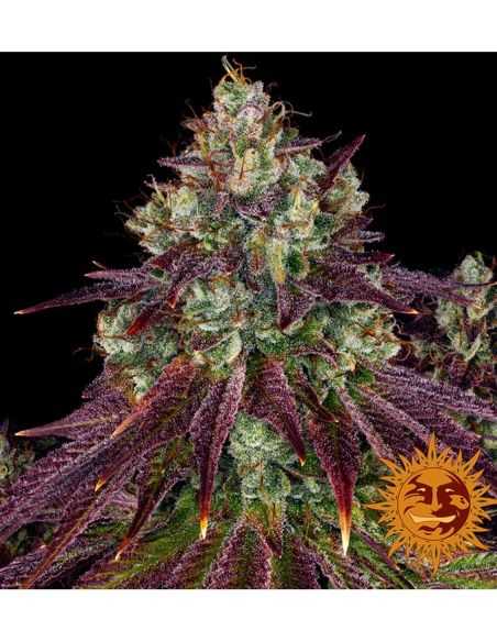 MIMOSA EVO FEMI BARNEYS BARNEY'S FARM MIMOSA EVO FEMI BARNEYS BARNEY'S FARM