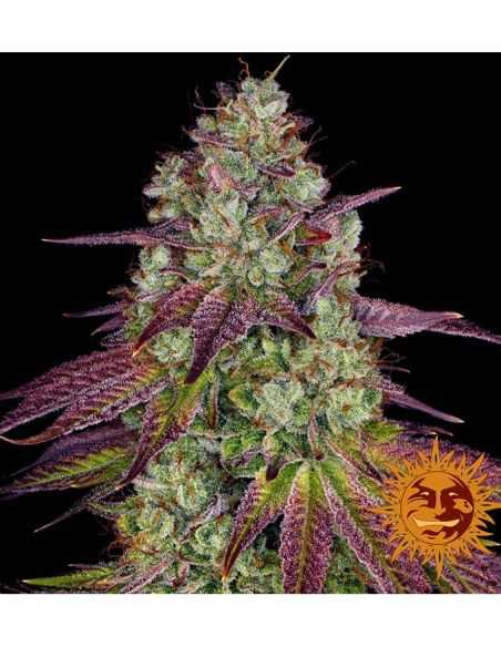 MIMOSA EVO FEMI BARNEYS BARNEY'S FARM MIMOSA EVO FEMI BARNEYS BARNEY'S FARM