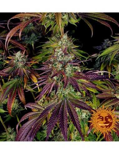 MIMOSA EVO FEMI BARNEYS BARNEY'S FARM