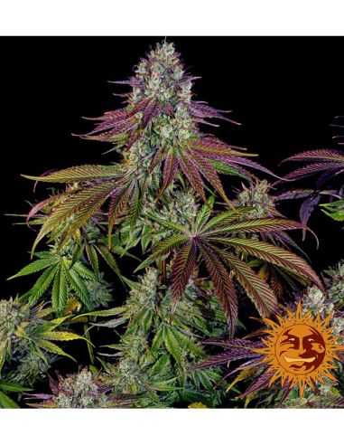 MIMOSA EVO FEMI BARNEYS BARNEY'S FARM