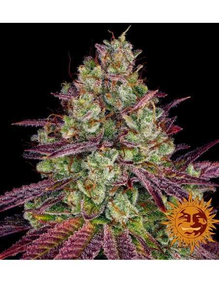 MIMOSA EVO FEMI BARNEYS BARNEY'S FARM MIMOSA EVO FEMI BARNEYS BARNEY'S FARM