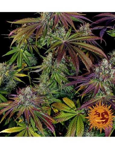 MIMOSA EVO FEMI BARNEYS BARNEY'S FARM