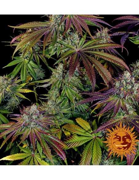 MIMOSA EVO FEMI BARNEYS BARNEY'S FARM MIMOSA EVO FEMI BARNEYS BARNEY'S FARM