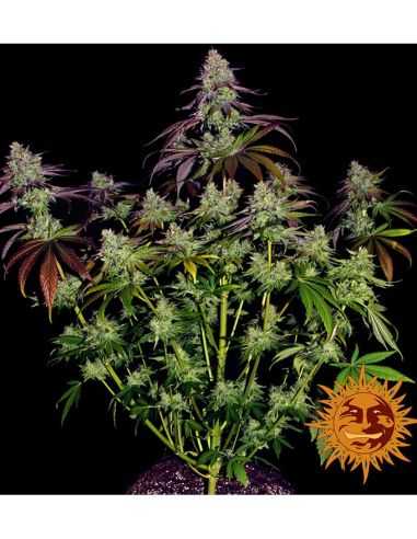 MIMOSA EVO FEMI BARNEYS BARNEY'S FARM