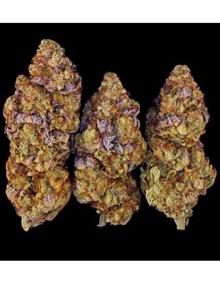 MIMOSA EVO FEMI BARNEYS BARNEY'S FARM MIMOSA EVO FEMI BARNEYS BARNEY'S FARM