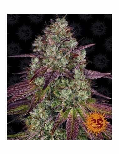 MIMOSA EVO FEMI BARNEYS BARNEY'S FARM