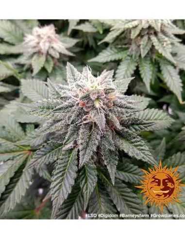 LSD BARNEY'S FEMI BARNEY'S FARM