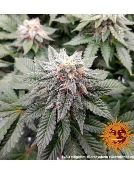 LSD BARNEY'S FEMI BARNEY'S FARM