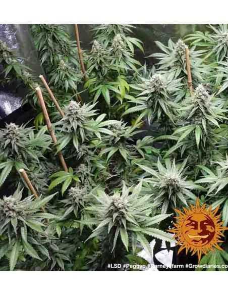 LSD BARNEY'S FEMI BARNEY'S FARM