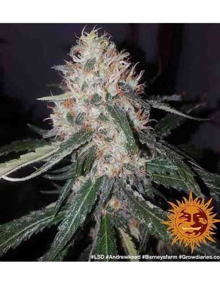 LSD BARNEY'S FEMI BARNEY'S FARM