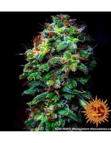 LSD BARNEY'S FEMI BARNEY'S FARM