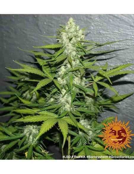 LSD BARNEY'S FEMI BARNEY'S FARM