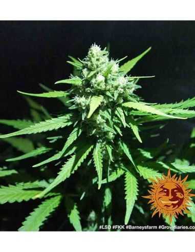 LSD BARNEY'S FEMI BARNEY'S FARM