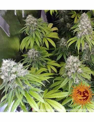 LSD BARNEY'S FEMI BARNEY'S FARM