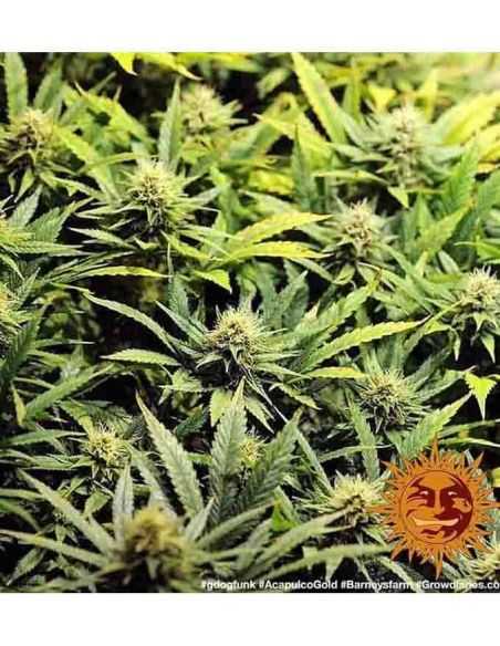 ACAPULCO GOLD BARNEY'S BARNEY'S FARM ACAPULCO GOLD BARNEY'S BARNEY'S FARM