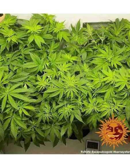 ACAPULCO GOLD BARNEY'S BARNEY'S FARM ACAPULCO GOLD BARNEY'S BARNEY'S FARM