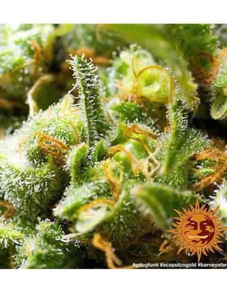 ACAPULCO GOLD BARNEY'S BARNEY'S FARM ACAPULCO GOLD BARNEY'S BARNEY'S FARM