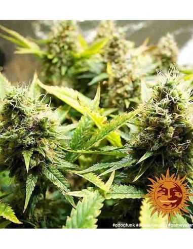 ACAPULCO GOLD BARNEY'S BARNEY'S FARM