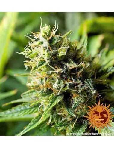 ACAPULCO GOLD BARNEY'S BARNEY'S FARM