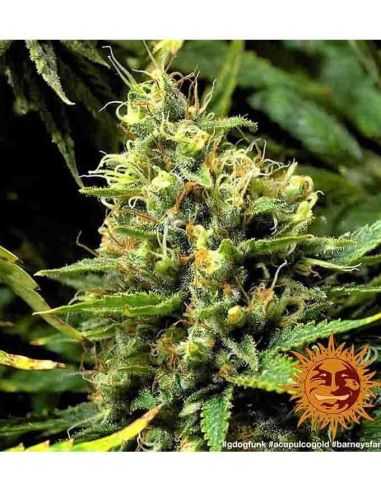 ACAPULCO GOLD BARNEY'S BARNEY'S FARM