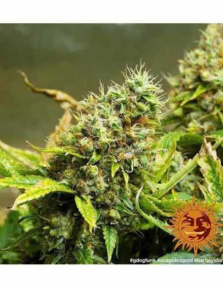 ACAPULCO GOLD BARNEY'S BARNEY'S FARM ACAPULCO GOLD BARNEY'S BARNEY'S FARM