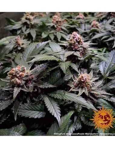 AYAHUASCA PURPLE BARNEY'S BARNEY'S FARM