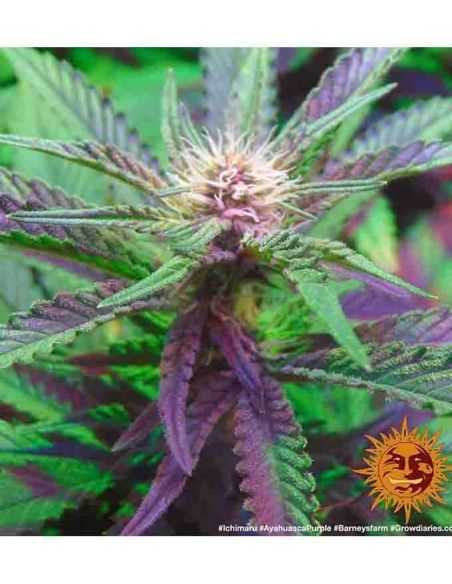 AYAHUASCA PURPLE BARNEY'S BARNEY'S FARM
