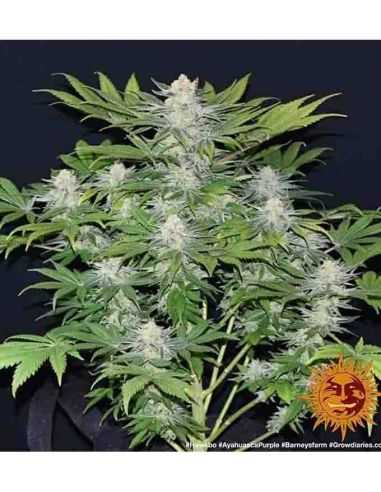 AYAHUASCA PURPLE BARNEY'S BARNEY'S FARM