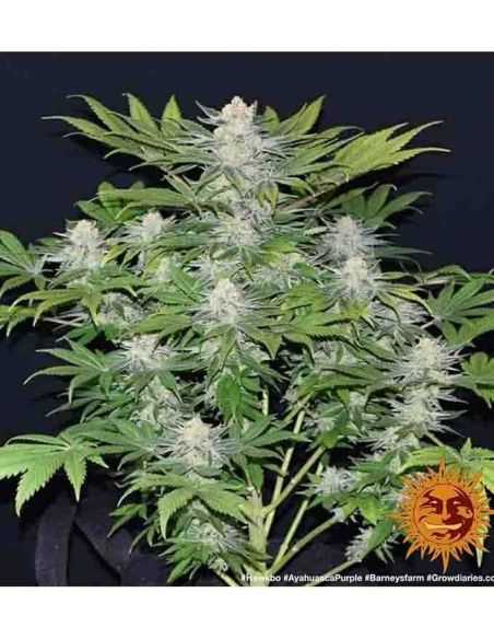 AYAHUASCA PURPLE BARNEY'S BARNEY'S FARM