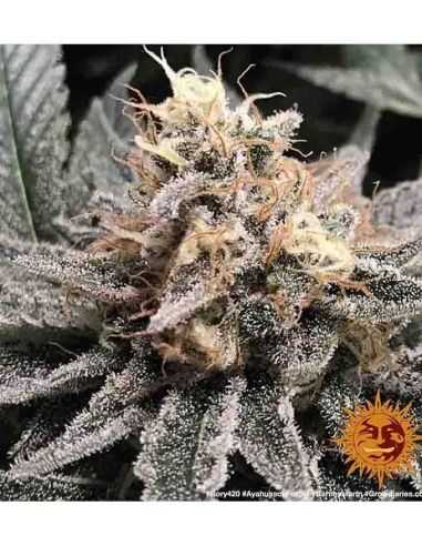 AYAHUASCA PURPLE BARNEY'S BARNEY'S FARM