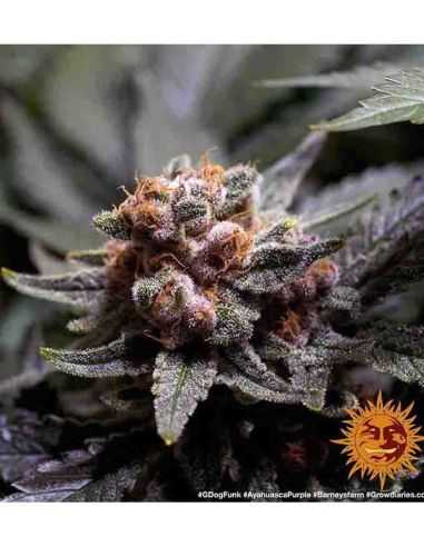 AYAHUASCA PURPLE BARNEY'S BARNEY'S FARM