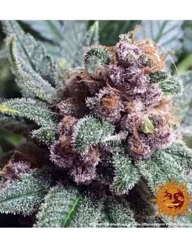 AYAHUASCA PURPLE BARNEY'S BARNEY'S FARM