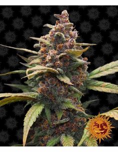 AYAHUASCA PURPLE BARNEY'S BARNEY'S FARM