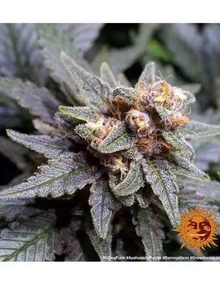 AYAHUASCA PURPLE BARNEY'S BARNEY'S FARM