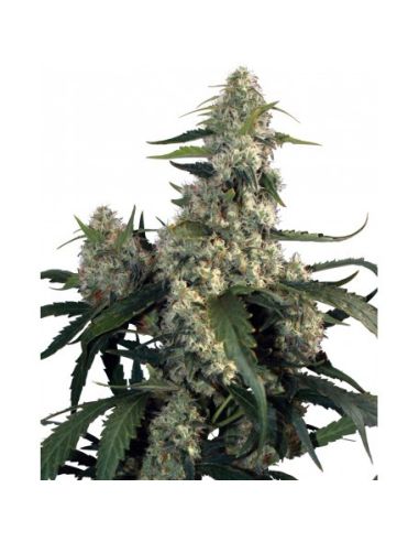 QUASAR BUDDHA BUDDHA SEEDS