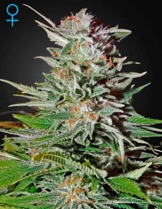 SUPER LEMON HAZE AUTO GREENHOUSE GREEN HOUSE