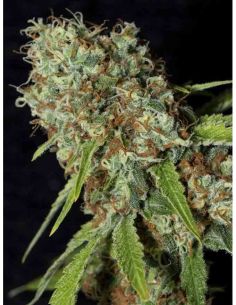 JAMAICAN DREAM CBD EVA SEEDS EVA SEEDS