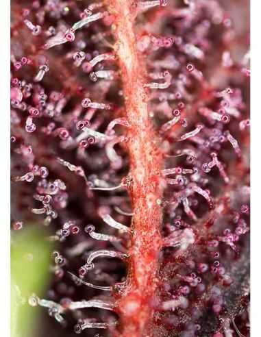 RED HOT COOKIES FEMI SWEET SEEDS SWEET SEEDS