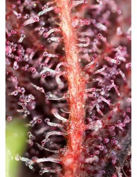 RED HOT COOKIES FEMI SWEET SEEDS SWEET SEEDS