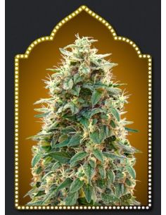 AUTO 00 CHEESE 00 SEEDS