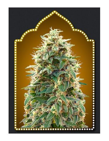 AUTO 00 CHEESE 00 SEEDS