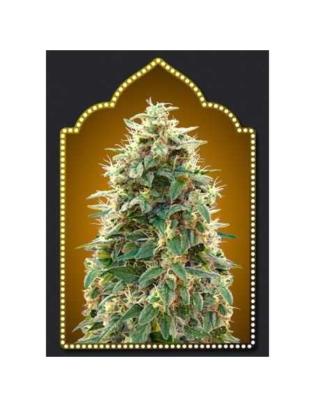 AUTO 00 CHEESE 00 SEEDS