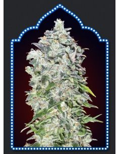 AUTO 00 KUSH 00 SEEDS