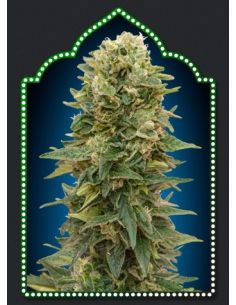 AUTO AFGHAN MASS XXL 00 00 SEEDS