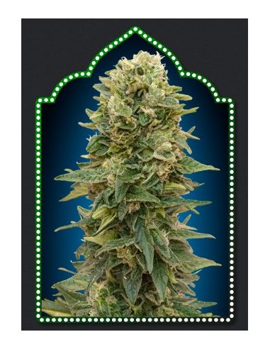 AUTO AFGHAN MASS XXL 00 00 SEEDS