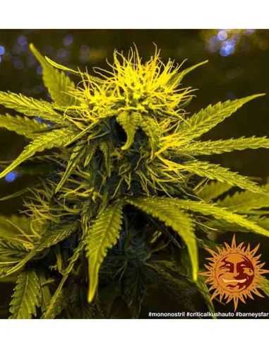 CRITICAL KUSH AUTO BARNEYS BARNEY'S FARM